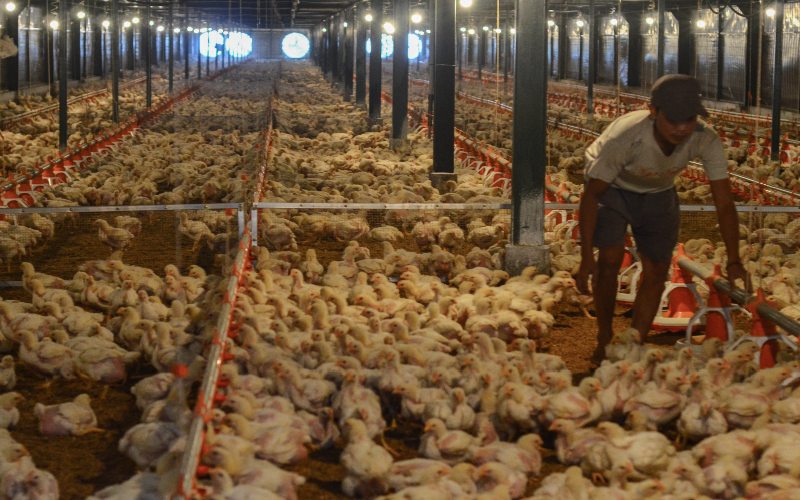  Harga Ayam dan Telur Kembali Normal Ikuti Acuan