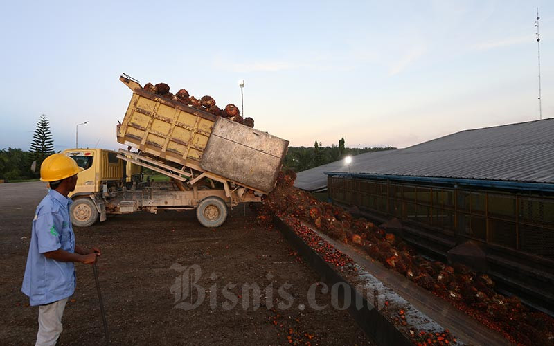  BPDP Kelapa Sawit Hanya Mampu Bayar Selisih HIP Biodiesel-Solar Sebesar Rp3.250