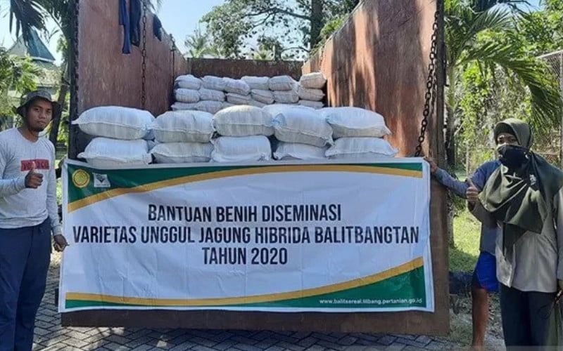  Balitbangtan Sebar Bantuan Benih Jagung ke NTT