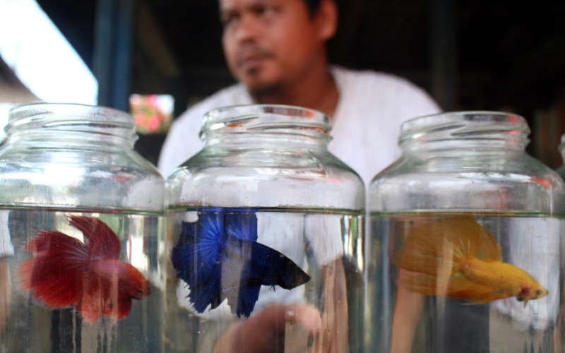 IKAN CUPANG: Yasin (31) penjual ikan cupang hias memperlihatkan ikan dagangannya di Pasar Minggu, Airbatu Asahan, Sumatra Utara, Minggu (03/04). Ikan yang memiliki bentuk dan warna tubuh menarik hasil peternakannya tersebut dijualnya dengan harga bervariasi mulai Rp5.000 hingga Rp50.000 per ekor tergantung jenisnya. /BISNIS.COM