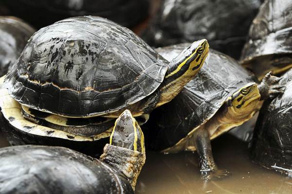 Peringatan World Turtle Day, ini Perbedaan Penyu dan Kura-Kura