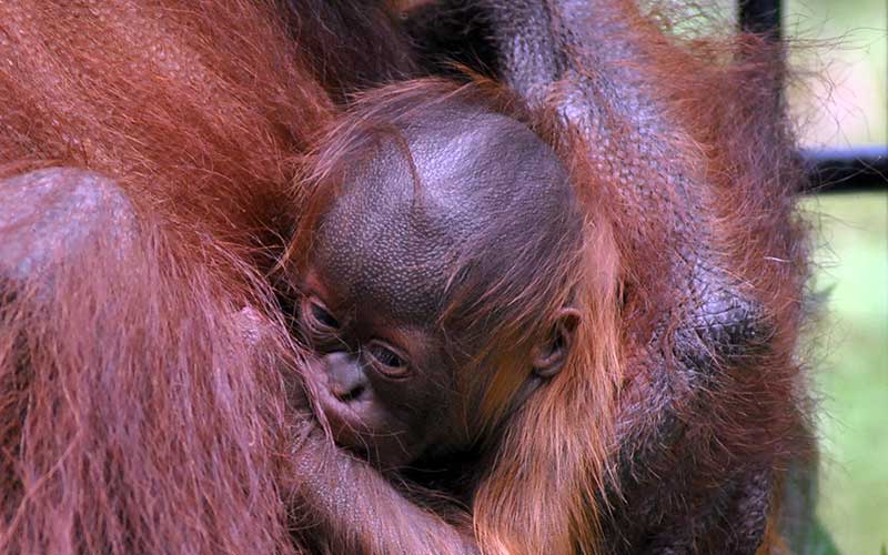  KELAHIRAN BAYI ORANGUTAN KALIMANTAN