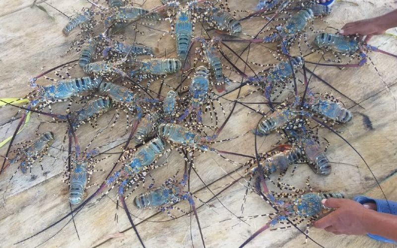  Puluhan Ribu Benih Lobster Dilepas di Kawasan Konservasi di Sumbar