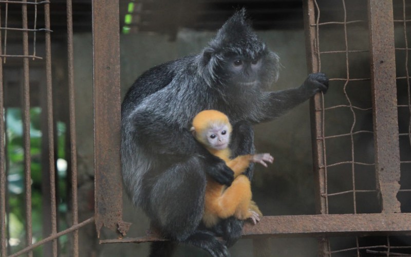 Anak Lutung Lahir di Kebun Binatang Bandung di Masa Pandemi