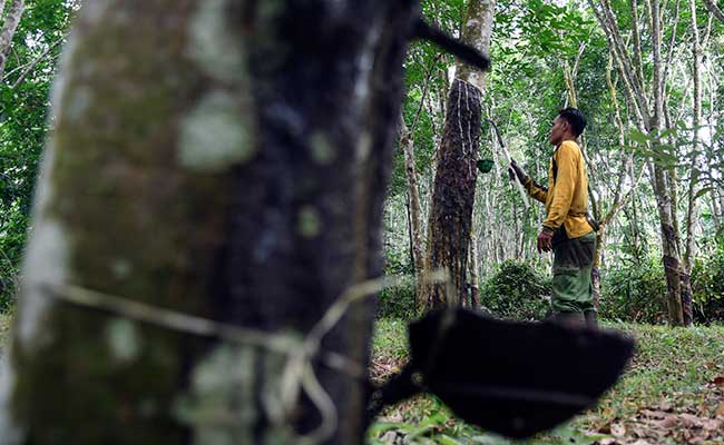  Peremajaan Karet, Kaltim Dapat Kucuran APBN Rp1,67 Miliar 