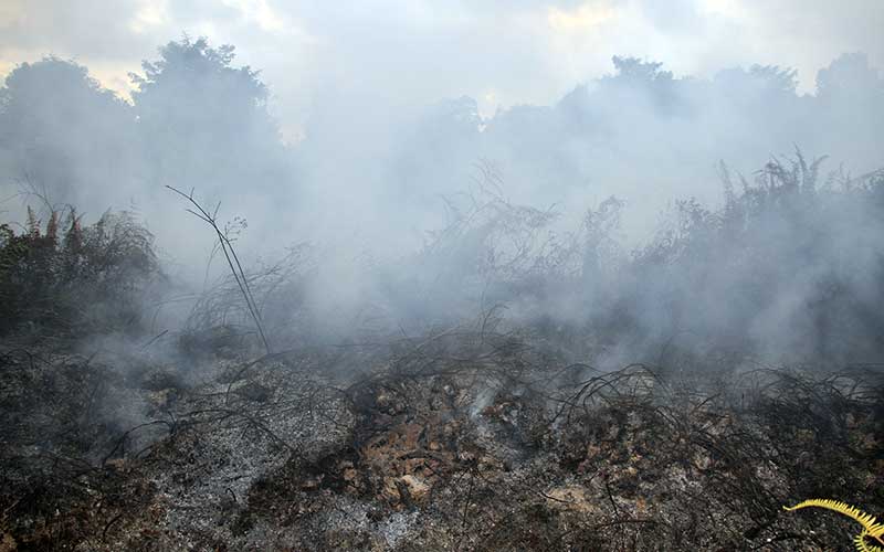  KEBAKARAN LAHAN GAMBUT DI ACEH BARAT