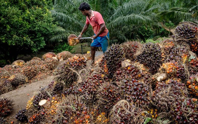 Industri Sawit Malaysia Terancam Kehilangan US$2,8 Miliar akibat Kekurangan Pekerja