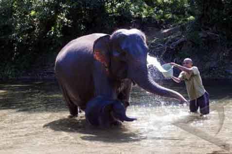  Seekor Gajah Mati Makan Nanas Isi Petasan, Sedang Hamil