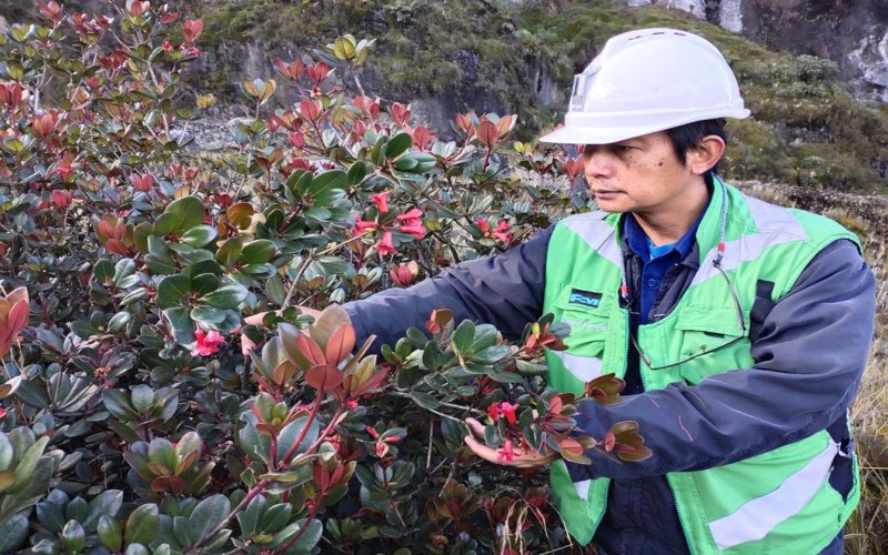  PT Freeport Indonesia Temukan Satu Spesies Tumbuhan Baru di Papua