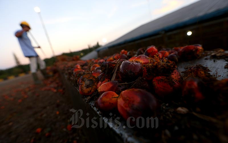  INDEF: Produksi Minyak Sawit Akan Terkoreksi 