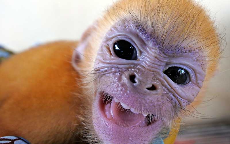  Anak Lutung dan Kancil Dibebaskan dari Pedagang Ilegal di Serang