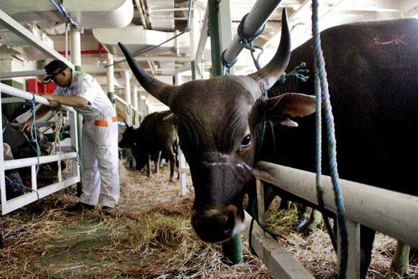  Pemkot Cimahi Galakan Vaksinisas Brucellosis pada Sapi Betina 