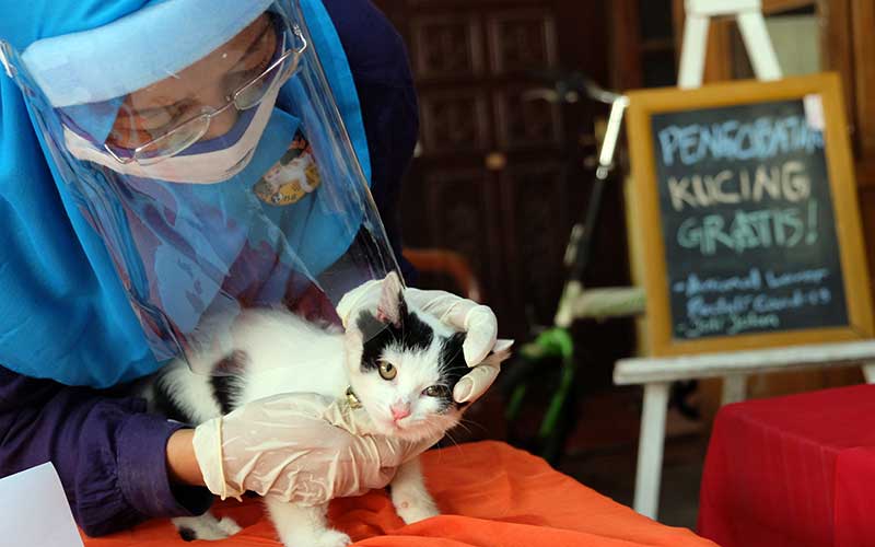  Cat Lover Peduli Covid-19 Gelar Kenduri Satwa