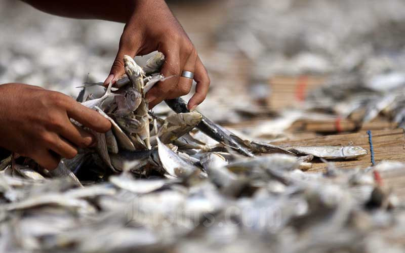  Produksi Ikan Asin di Muara Angke Mencapai 6 ton per Hari