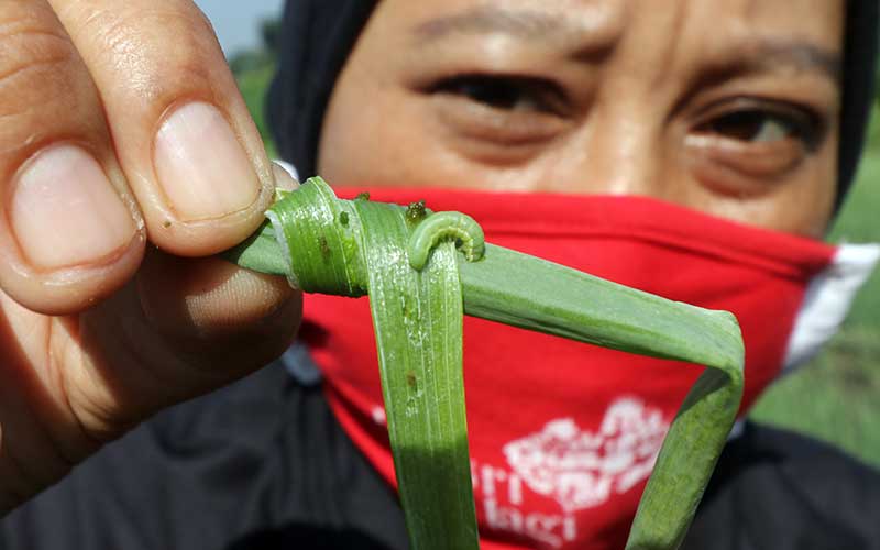  Diserang Ulat Grayak, Petani Bawang Merah Terpaksa Panen Dini