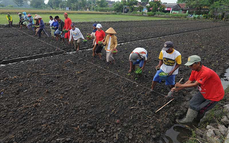  Warga Gotong Royong Tanam Bibit Tembakau