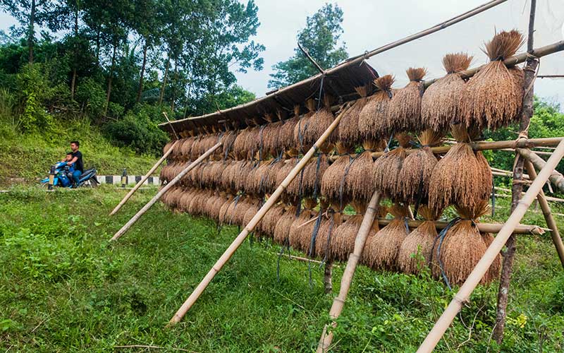  Tradisi Menjemur Padi Khas Kasepuhan Sunda