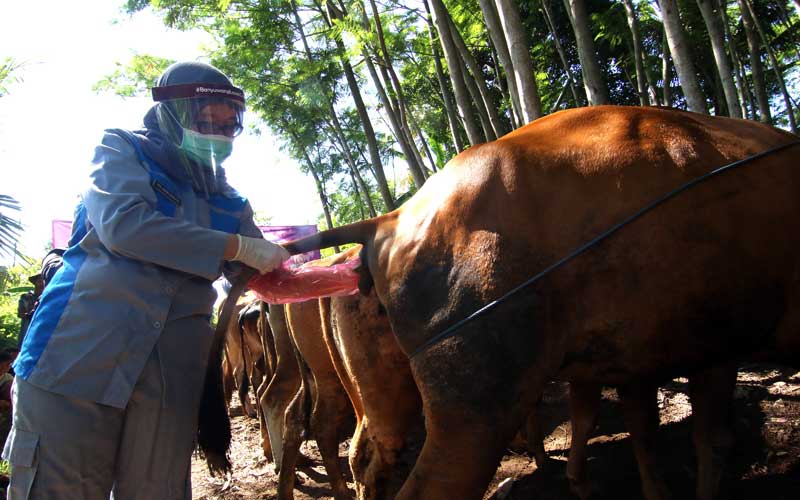  Pemeriksaan Kesehatan Sapi Peternakan Warga