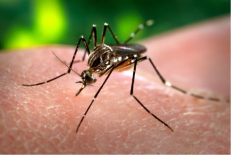 Ilustrasi-nyamuk demam berdarah./Foxnews