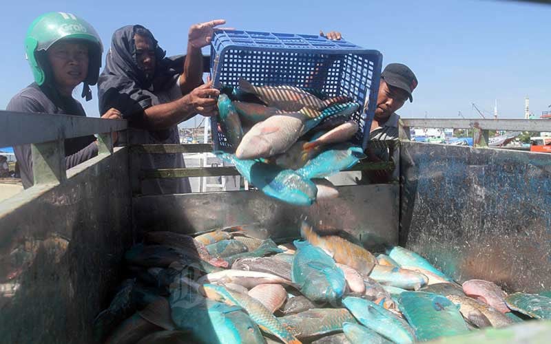  Permintaan Ekspor Ikan Menurun, Gudang Penyimpanan Ikan di Makassar Penuh