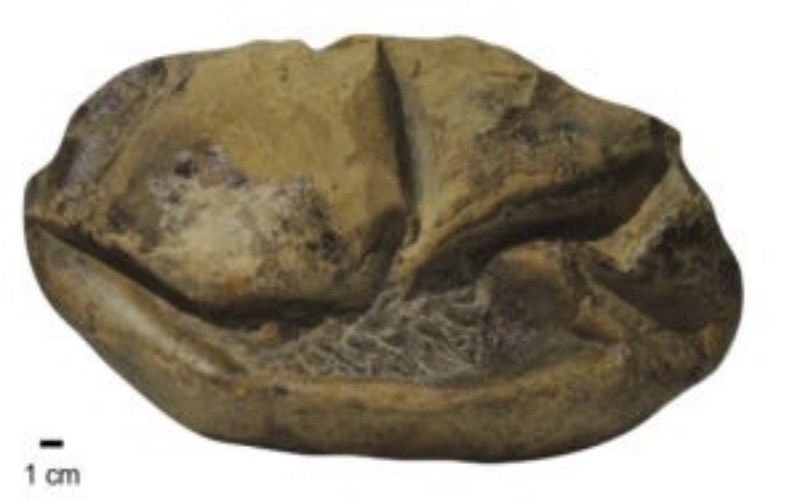 Fosil telur reptil raksasa/universitas Texas