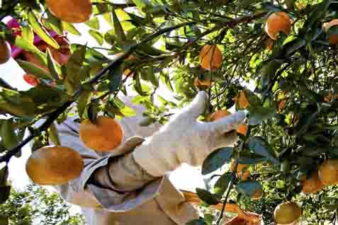 Cek Fakta: Jus Jeruk Justru Bikin Obesitas?