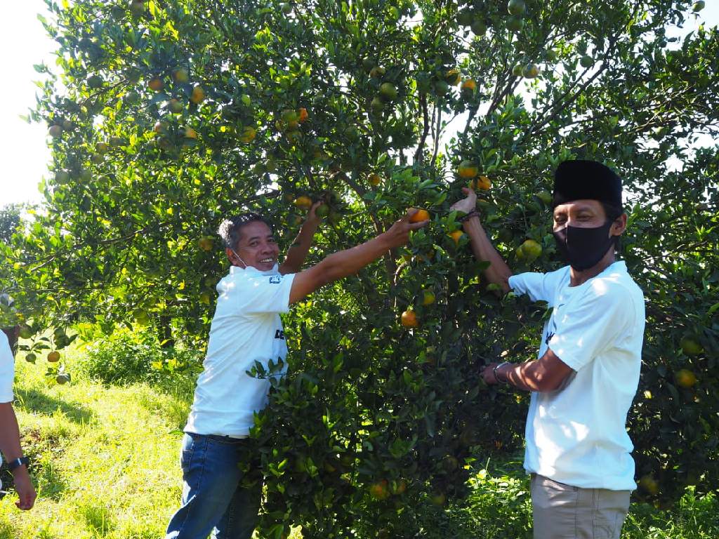  Dukung Ketahanan Pangan, BRI Hadir di Tengah-tengah Petani Jeruk di Malang