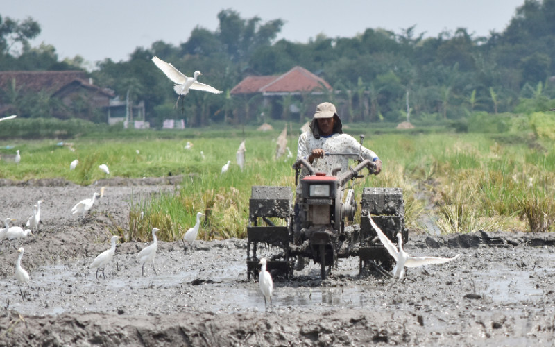  Pemberdayaan Petani di Ranah Perdagangan