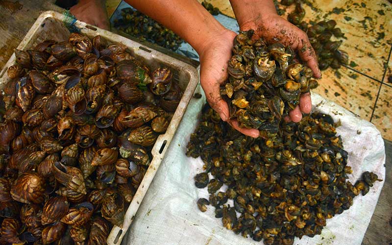  Penjualan Daging Bekicot Mengalami Penurunan Akibat Covid-19