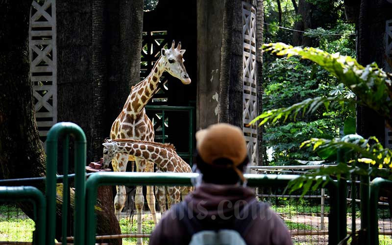  Kebun Binatang Ragunan Hanya Memperbolehkan Pengunjung Ber-KTP DKI Jakarta