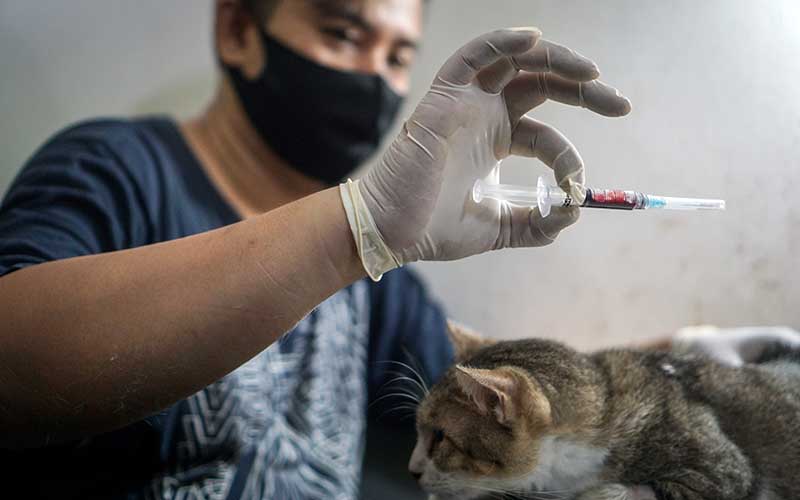  Aksi Sosial Donor Darah Kucing di Solo