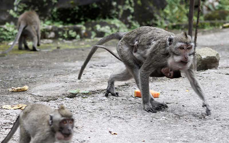  Relawan Beri Makan Monyet Ekor Panjang di Lereng Gunung Merapi