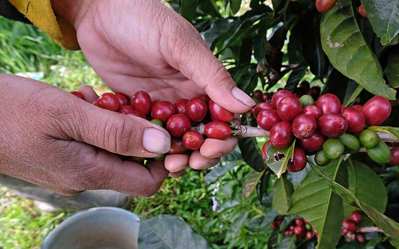  Pandemi Covid-19 Bikin Pasar Kopi Semakin Pahit