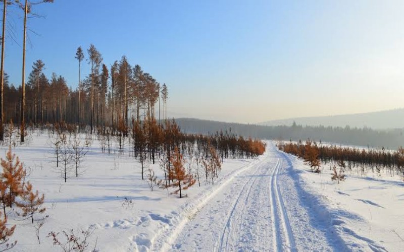 Suhu Siberia Mencapai 100 Derajat Fahrenheit, Rekor Terpanas yang Pernah Tercatat