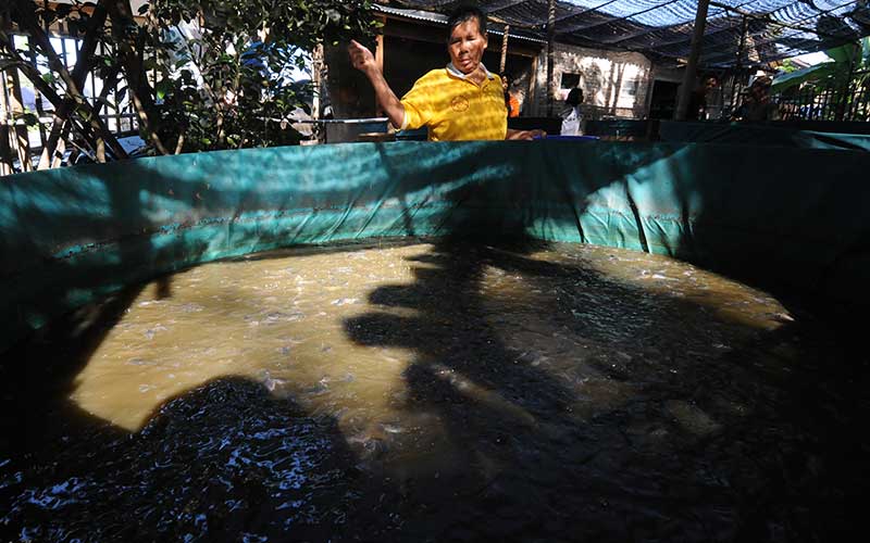  Warga Penyandang Disabilitas di Klaten Dilatih Ternak Ikan Lele
