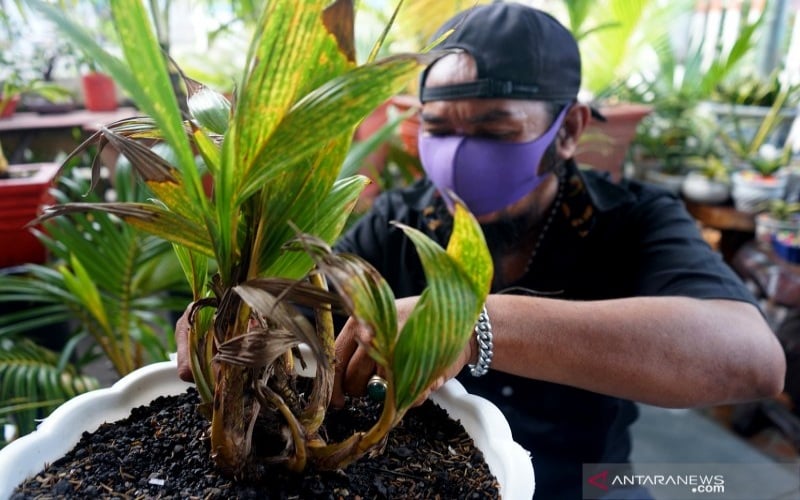  Warga di Gorontalo Mulai Hobi Membonsai Kelapa