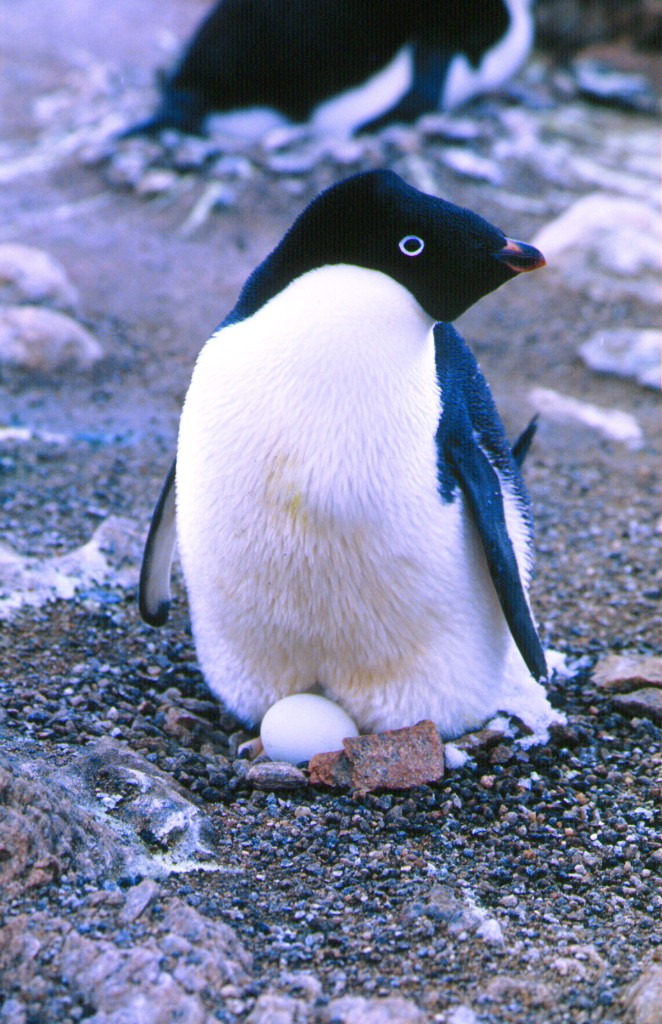 Manusia Takut Es di Kutub Cair, Penguin Justru Bergembira
