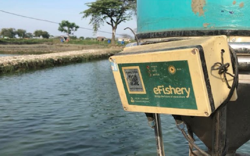  Jelajah Segitiga Rebana: Teknologi Tingkatkan Kualitas Ikan Tambak di Indramayu