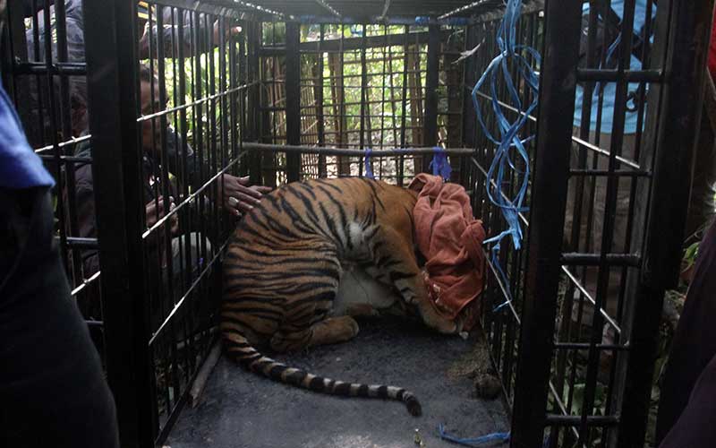  BKSDA Sumatra Barat Tangkap Harimau Sumatra