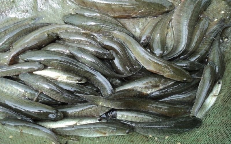  Banyak Dicari, Pangkalpinang Tebar 5.000 Benih Ikan Gabus