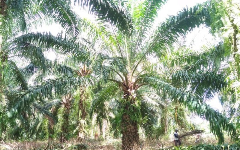  Kebun Sawit Seluas 3.000 Hektare di Mukomuko Beralih Fungsi