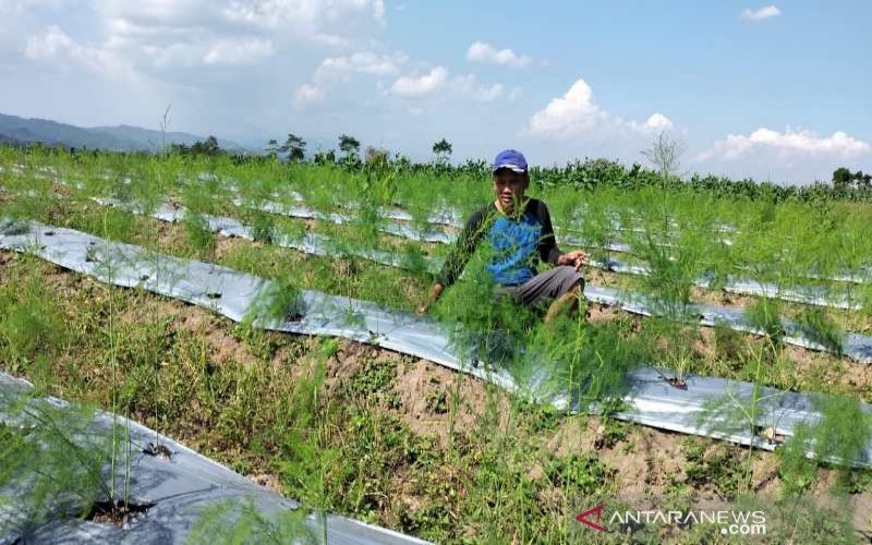  Petani di Temanggung Budi Daya Asparagus Mulai Banyak