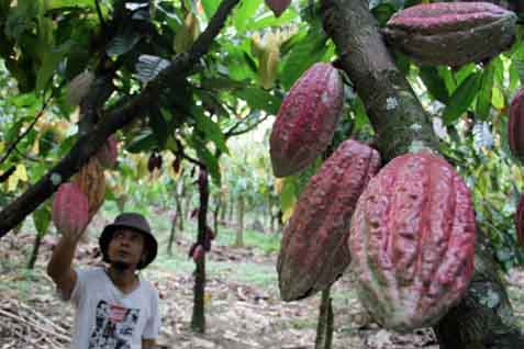  Investor Belgia Tertarik Kembangkan Kakao di Manokwari Selatan