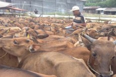 Menjelang Iduladha Permintaan Sapi Bali Meningkat Drastis