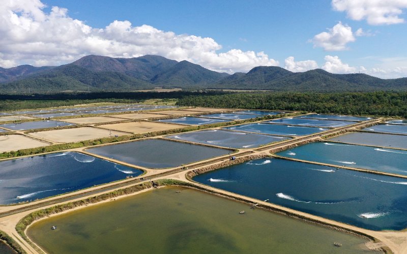  Proyek Percontohan Tambak Udang Dibangun di Lampung