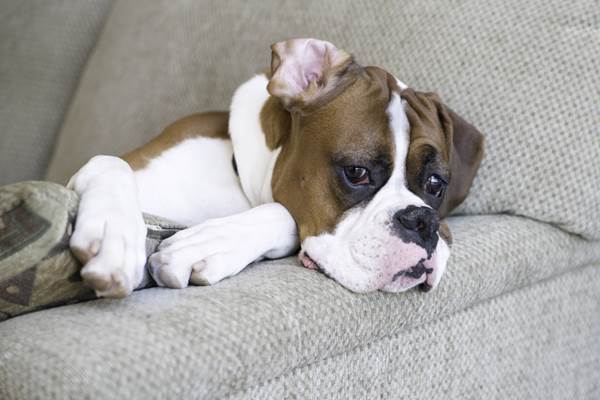 Seekor anjing/iheartdogs.com