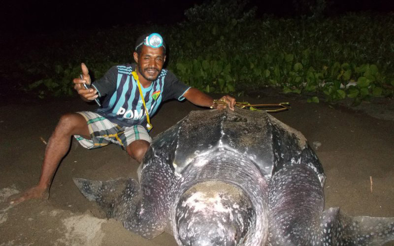  5 Penyu Raksasa Seukuran Meja Makan Bertelur di Pantai Warebar Raja Ampat