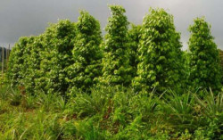 Bangka Belitung Terus Genjot Produksi Lada