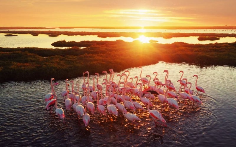  Di Balik Punahnya Flamingo Australia