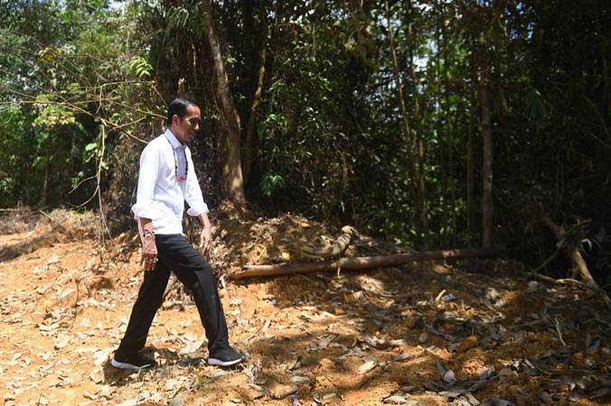 Jokowi Ingin Kalteng Jadi Lumbung Pangan Baru di Luar Pulau Jawa